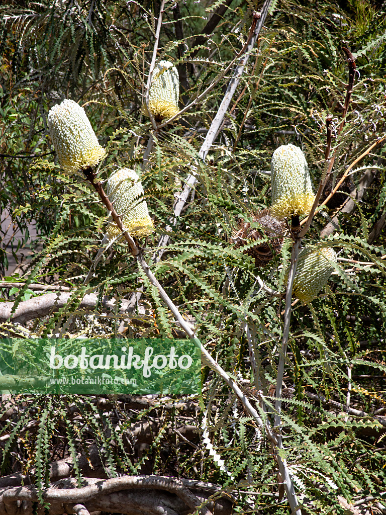 455307 - Showy banksia (Banksia speciosa)