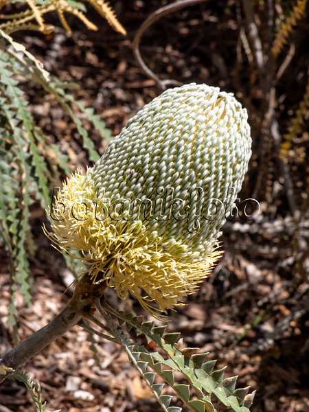 455308 - Showy banksia (Banksia speciosa)