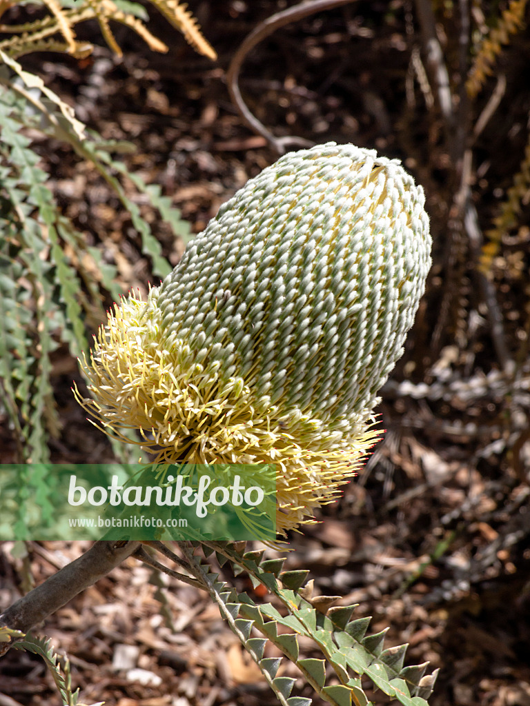 455308 - Showy banksia (Banksia speciosa)