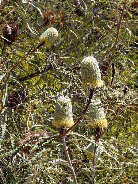 455309 - Showy banksia (Banksia speciosa)