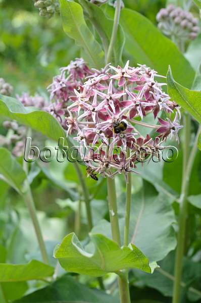 497089 - Showy milkweed (Asclepias speciosa)