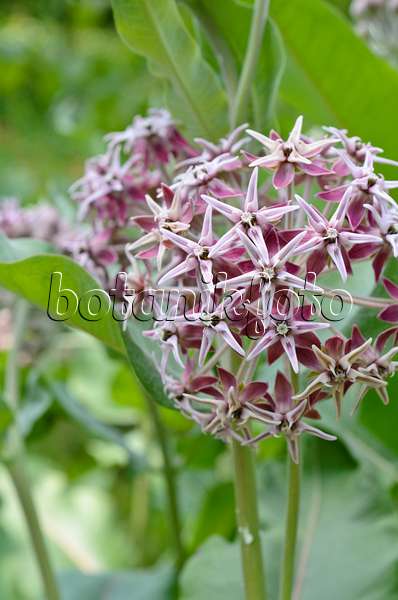 497090 - Showy milkweed (Asclepias speciosa)