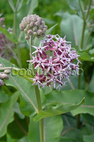 497092 - Showy milkweed (Asclepias speciosa)