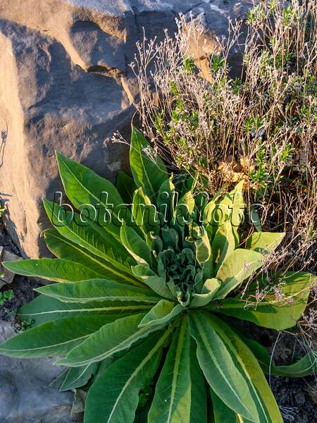459034 - Showy mullein (Verbascum speciosum)