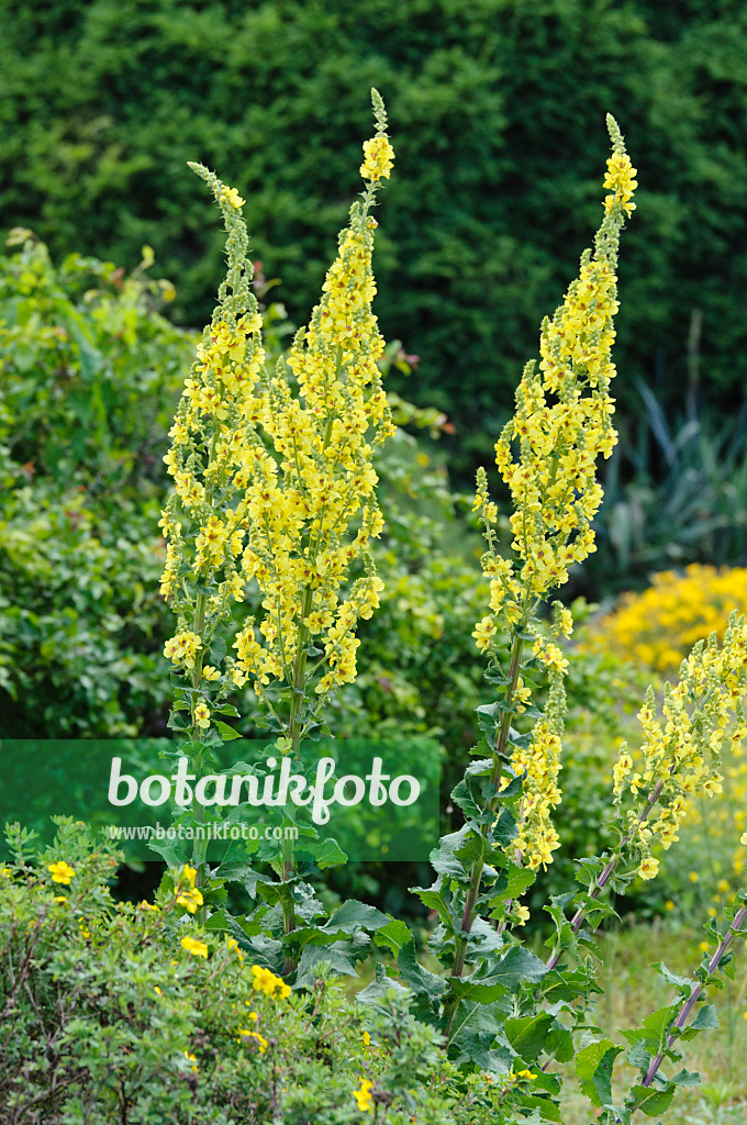 473035 - Showy mullein (Verbascum speciosum)