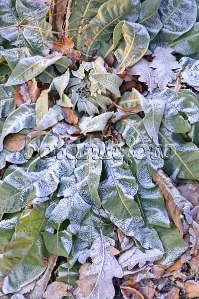 467083 - Showy mullein (Verbascum speciosum) with hoar frost