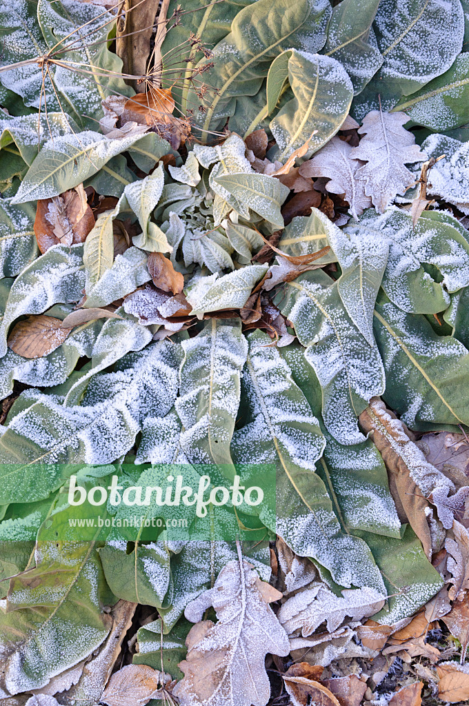 467083 - Showy mullein (Verbascum speciosum) with hoar frost