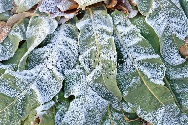 467084 - Showy mullein (Verbascum speciosum) with hoar frost