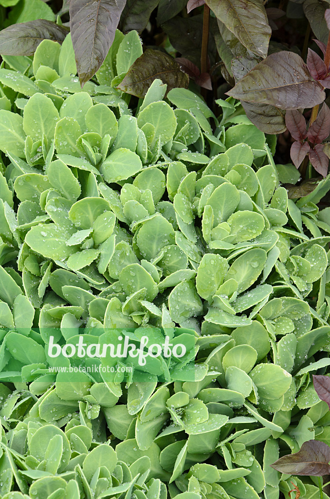 508213 - Showy stonecrop (Sedum spectabile 'Brilliant' syn. Hylotelephium spectabile 'Brilliant')