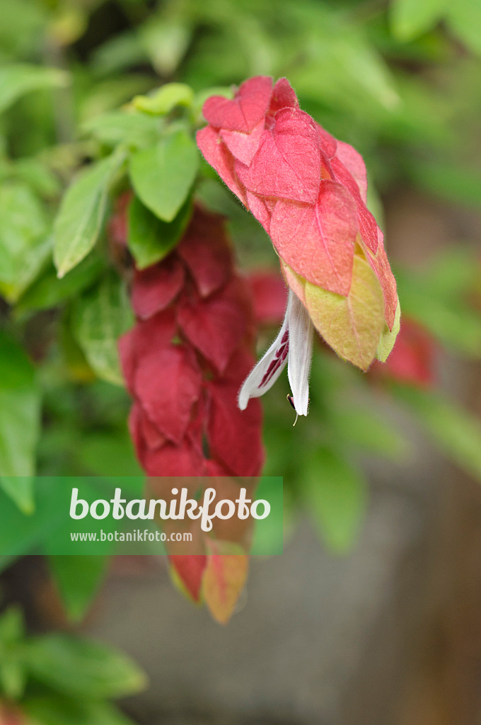 487125 - Shrimp plant (Justicia brandegeana)