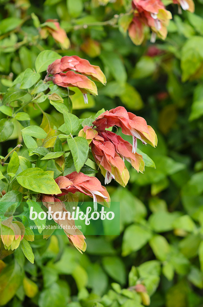 533037 - Shrimp plant (Justicia brandegeana)