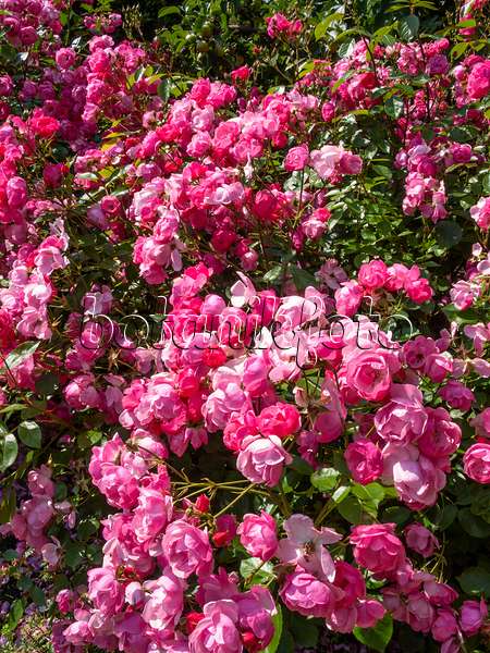 414178 - Shrub rose (Rosa Angela)
