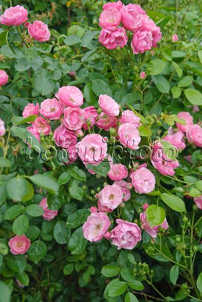 490144 - Shrub rose (Rosa Angela)