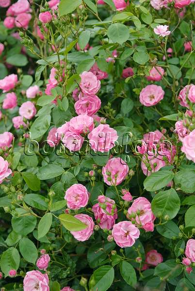 490145 - Shrub rose (Rosa Angela)