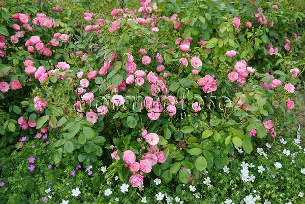 490146 - Shrub rose (Rosa Angela)