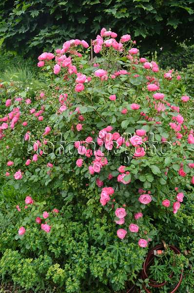 545128 - Shrub rose (Rosa Angela)