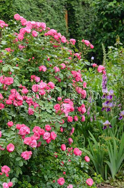 545129 - Shrub rose (Rosa Angela)
