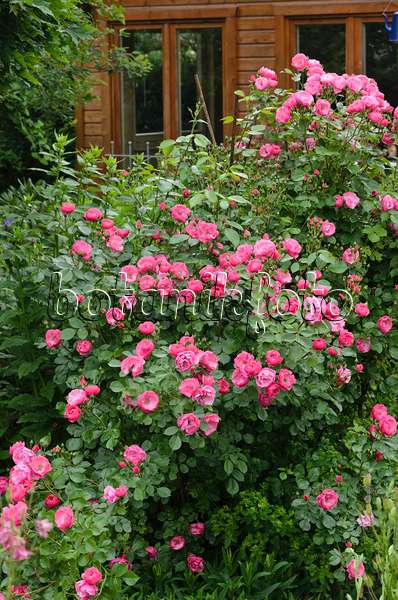 545142 - Shrub rose (Rosa Angela)