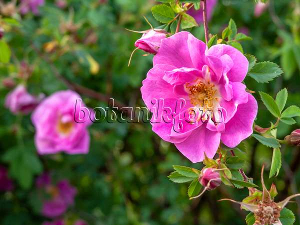 460167 - Shrub rose (Rosa Betty Bland)