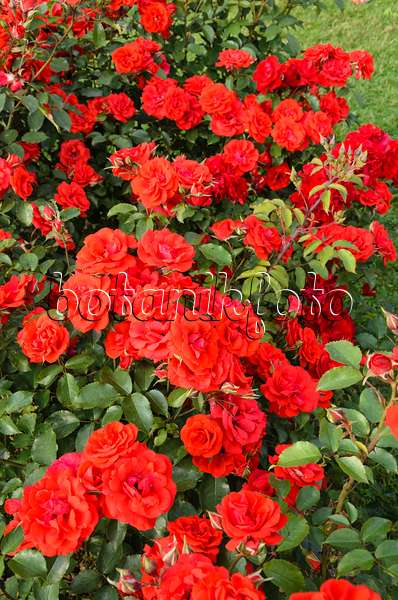 521371 - Shrub rose (Rosa Brillant Korsar)
