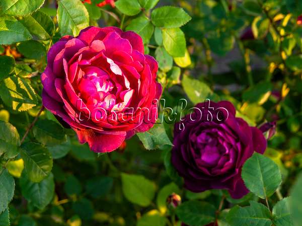438232 - Shrub rose (Rosa Chianti)