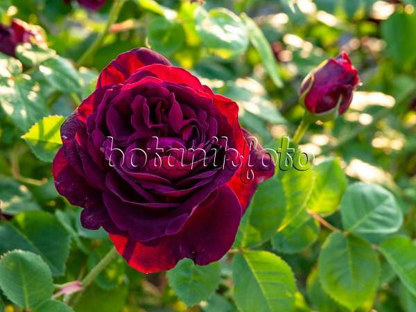 448093 - Shrub rose (Rosa Chianti)