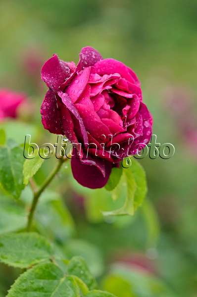 521018 - Shrub rose (Rosa Chianti)