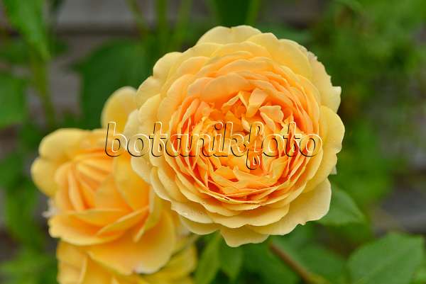 558261 - Shrub rose (Rosa Crown Princess Margareta)