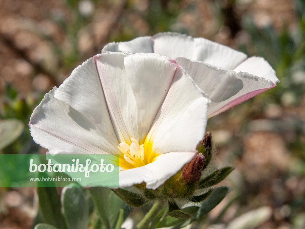 437245 - Shrubby bindweed (Convolvulus cneorum)