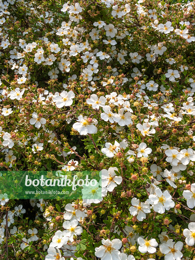 414029 - Shrubby cinquefoil (Potentilla fruticosa)