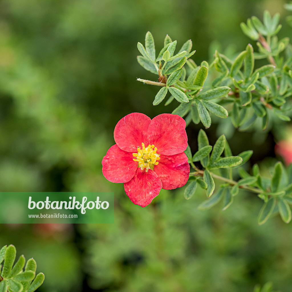 635138 - Shrubby cinquefoil (Potentilla fruticosa 'Marian Red Robin')