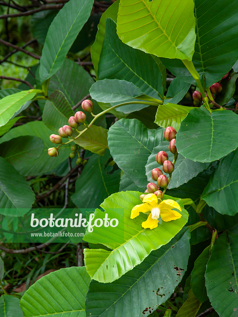 434332 - Shrubby simpoh (Dillenia suffruticosa)