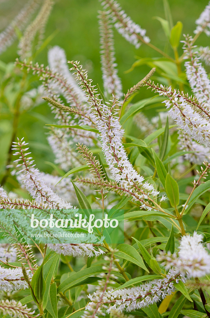 521313 - Shrubby veronica (Hebe salicifolia)