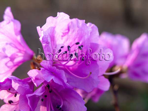 457019 - Siberian alpenrose (Rhododendron dauricum syn. Rhododendron sichotense)