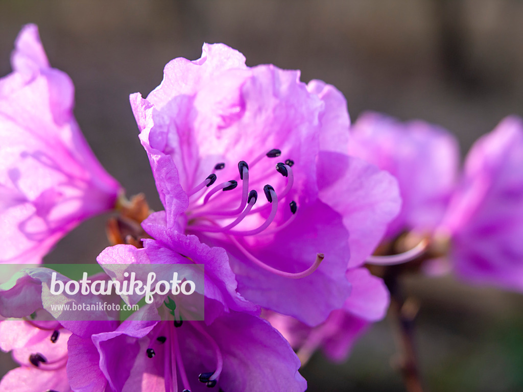 457019 - Siberian alpenrose (Rhododendron dauricum syn. Rhododendron sichotense)