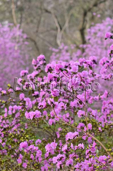 542018 - Siberian alpenrose (Rhododendron dauricum syn. Rhododendron sichotense)