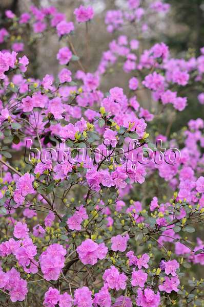 542019 - Siberian alpenrose (Rhododendron dauricum syn. Rhododendron sichotense)