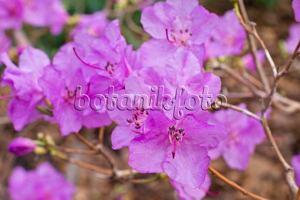 566095 - Siberian alpenrose (Rhododendron dauricum syn. Rhododendron sichotense)