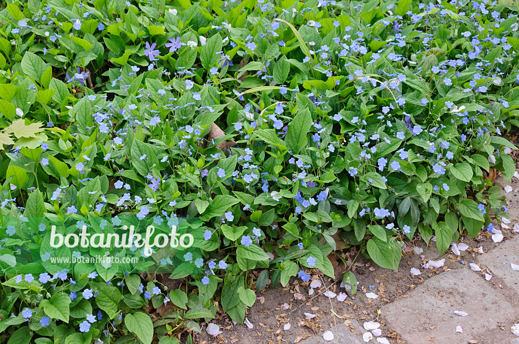 471206 - Siberian bugloss (Brunnera macrophylla 'Blaukappe' syn. Myosotis macrophylla 'Blaukappe')