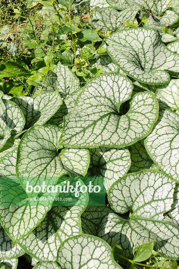 487051 - Siberian bugloss (Brunnera macrophylla 'Jack Frost' syn. Myosotis macrophylla 'Jack Frost')