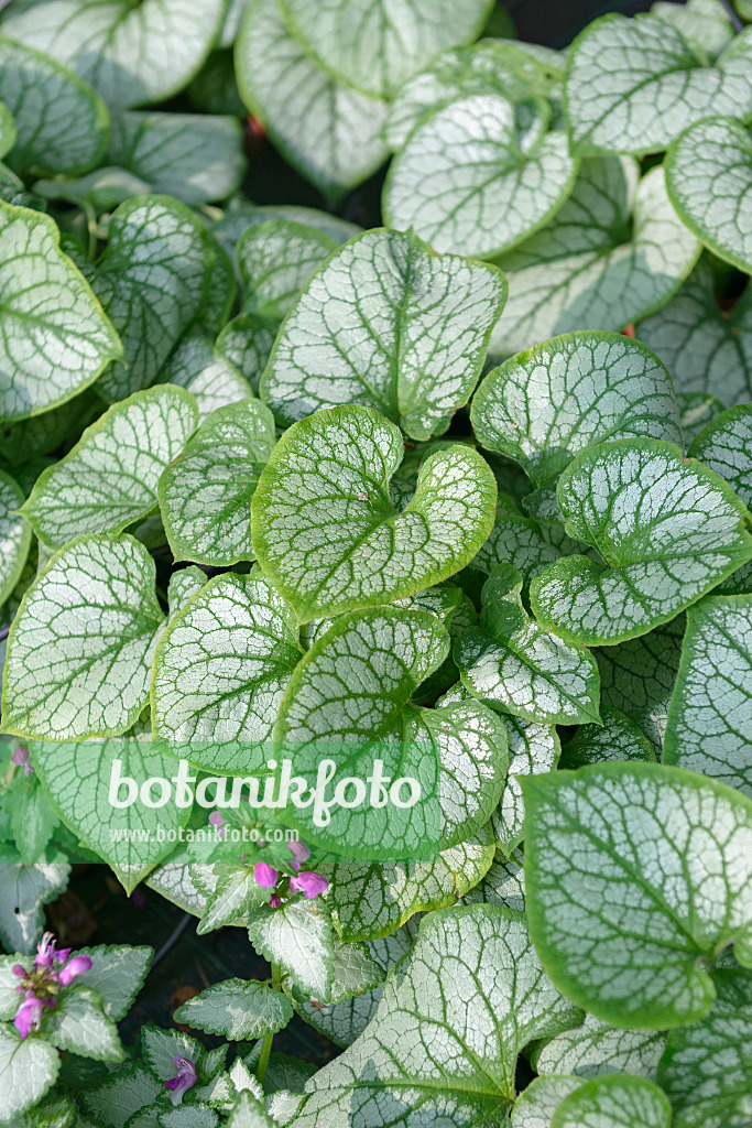 547094 - Siberian bugloss (Brunnera macrophylla 'Jack Frost' syn. Myosotis macrophylla 'Jack Frost')