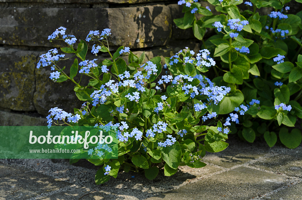 495226 - Siberian bugloss (Brunnera macrophylla syn. Myosotis macrophylla)