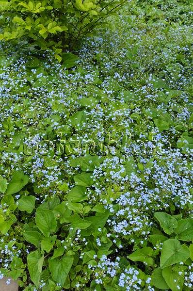 496072 - Siberian bugloss (Brunnera macrophylla syn. Myosotis macrophylla)