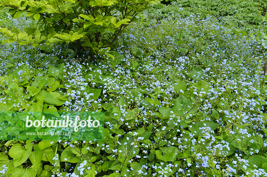 496073 - Siberian bugloss (Brunnera macrophylla syn. Myosotis macrophylla)