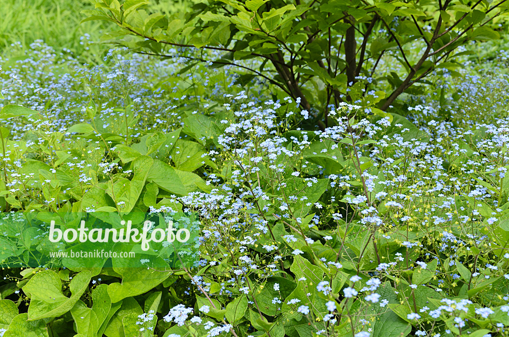 496074 - Siberian bugloss (Brunnera macrophylla syn. Myosotis macrophylla)