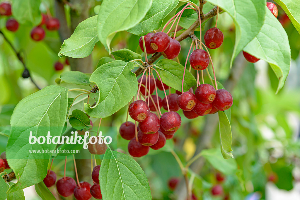 607156 - Siberian crab apple (Malus baccata 'Street Parade')