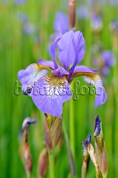 472254 - Siberian iris (Iris sibirica)