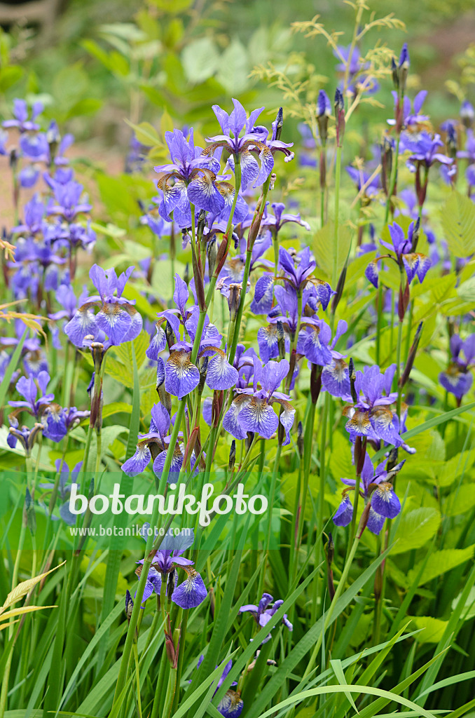 533524 - Siberian iris (Iris sibirica)