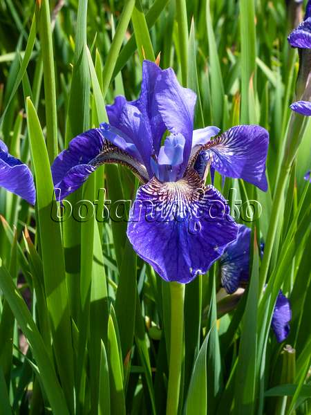 401254 - Siberian iris (Iris sibirica 'Blue Cape')