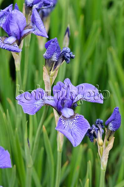 545006 - Siberian iris (Iris sibirica 'Blue Cape')